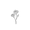 Carnation (January)